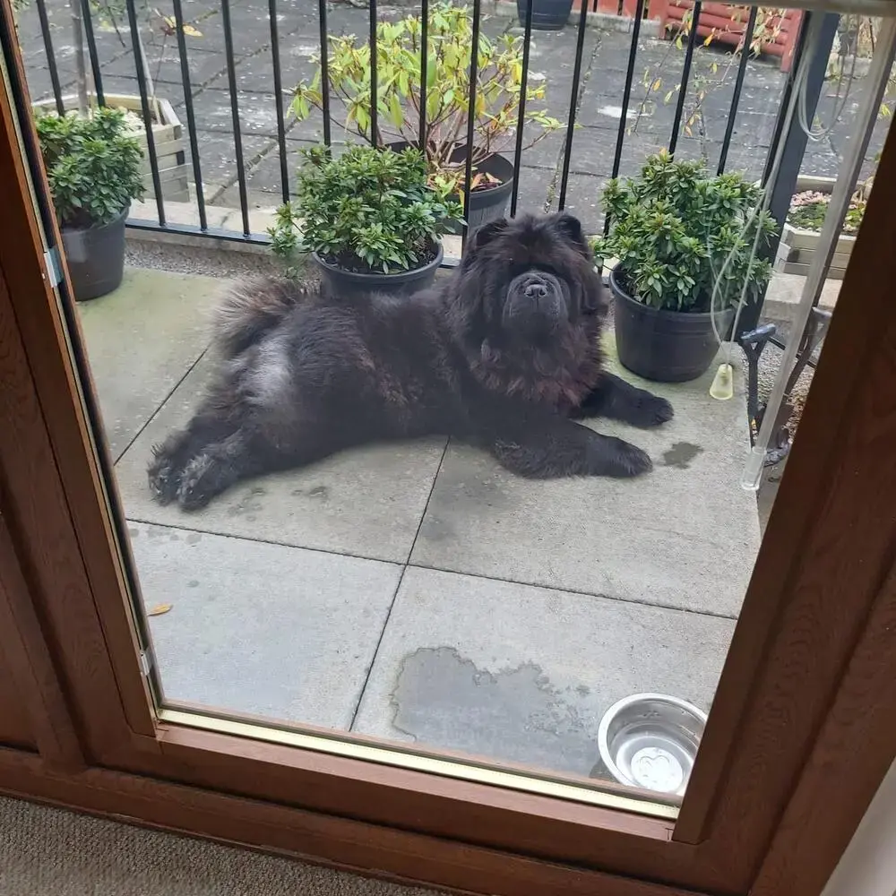 Chow Chow
