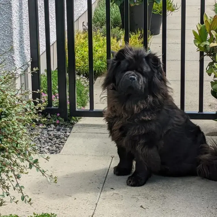 Chow Chow