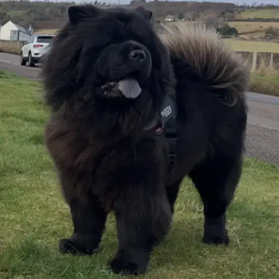 Chow Chow