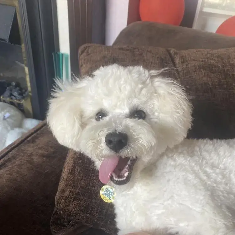 Bichon Frise
