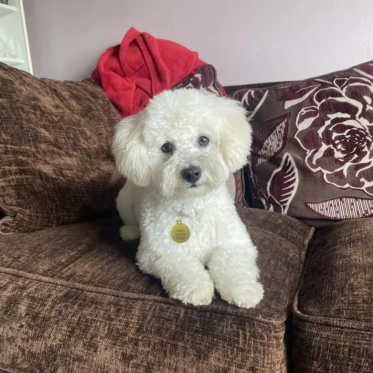 Bichon Frise