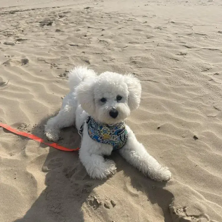 Bichon Frise