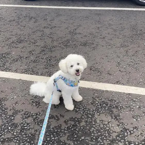 Bichon Frise
