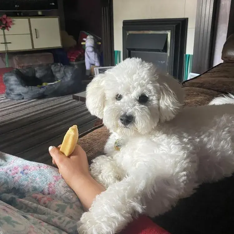Bichon Frise