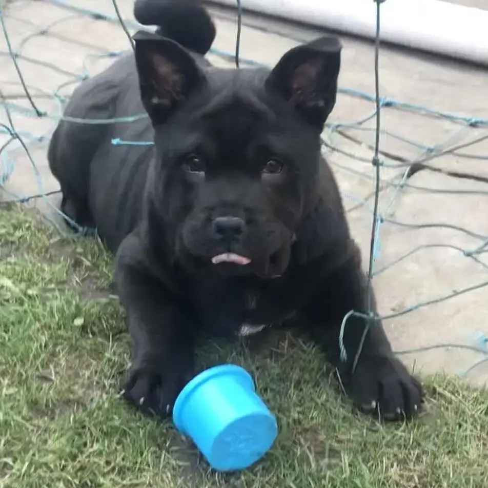 Chow Chow