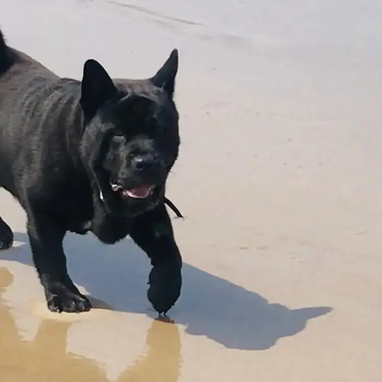 Chow Chow