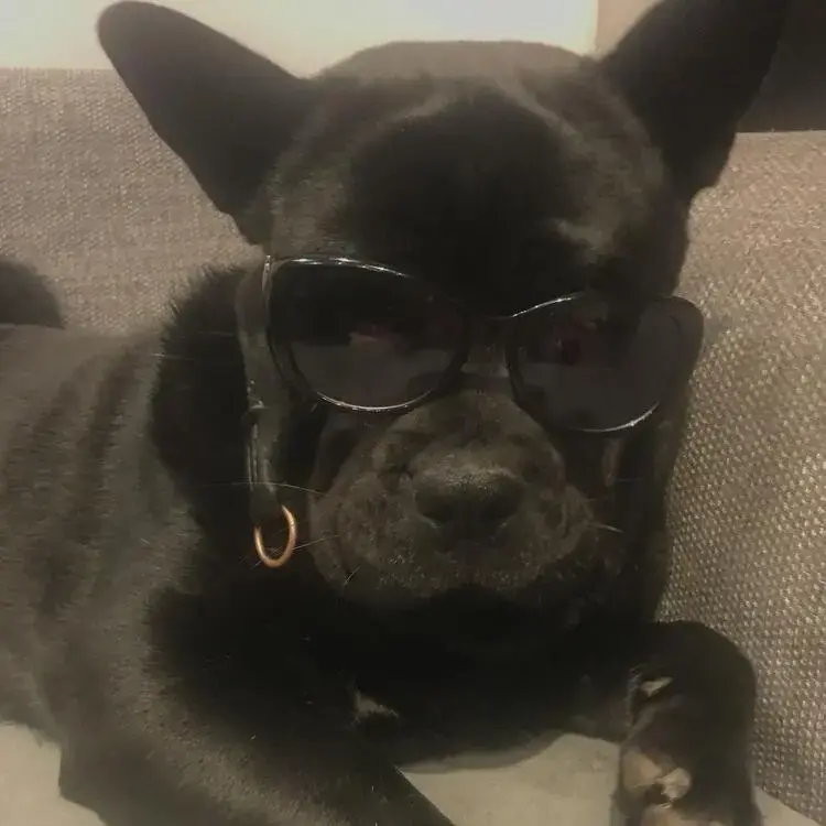 Chow Chow