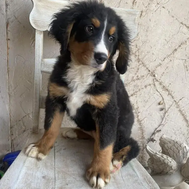 Bernese Mountain Dog