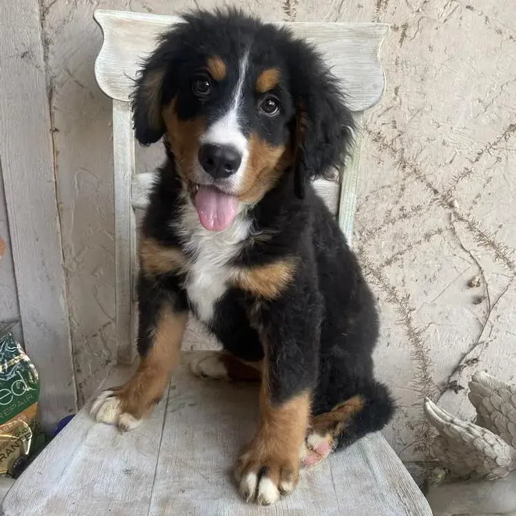 Bernese Mountain Dog
