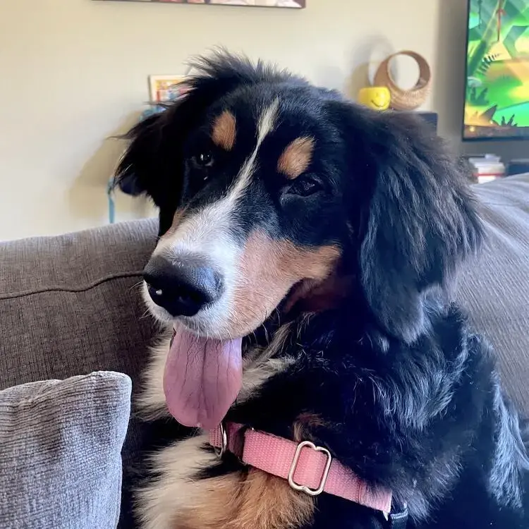 Bernese Mountain Dog