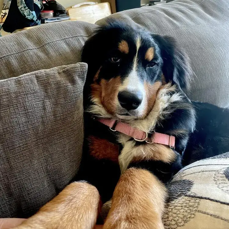 Bernese Mountain Dog