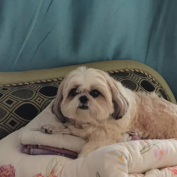 Shih Tzu