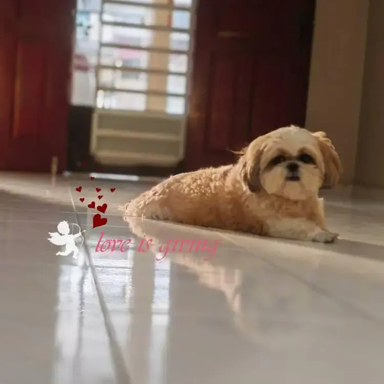 Shih Tzu