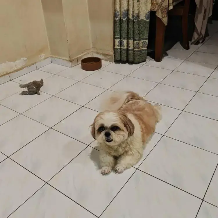 Shih Tzu