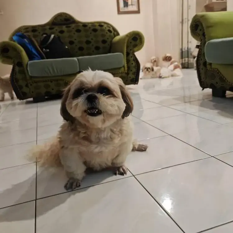 Shih Tzu