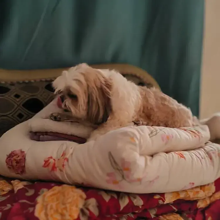 Shih Tzu