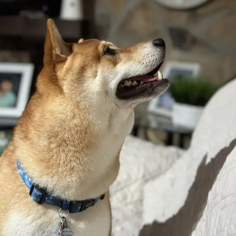 Japanese Shiba Inu