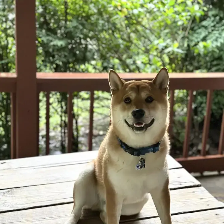 Japanese Shiba Inu