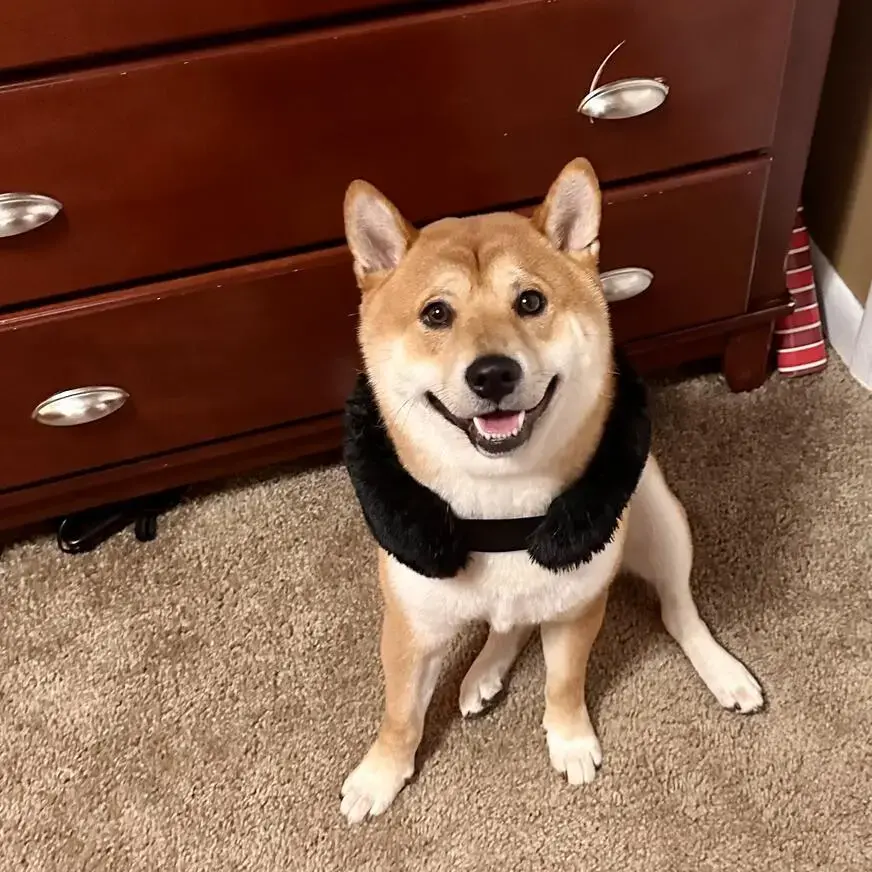 Japanese Shiba Inu