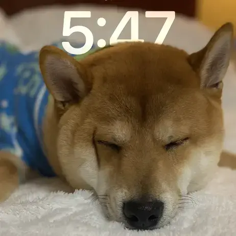 Japanese Shiba Inu