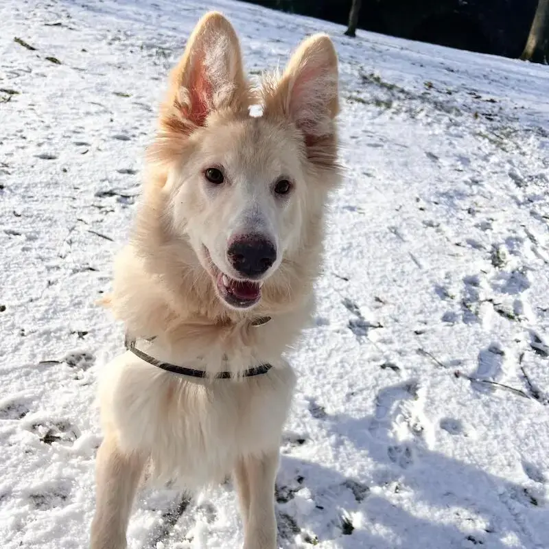 German Shepherd Dog