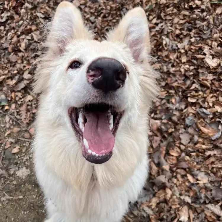 German Shepherd Dog