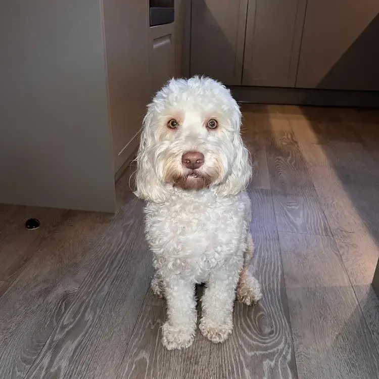 Cockapoo