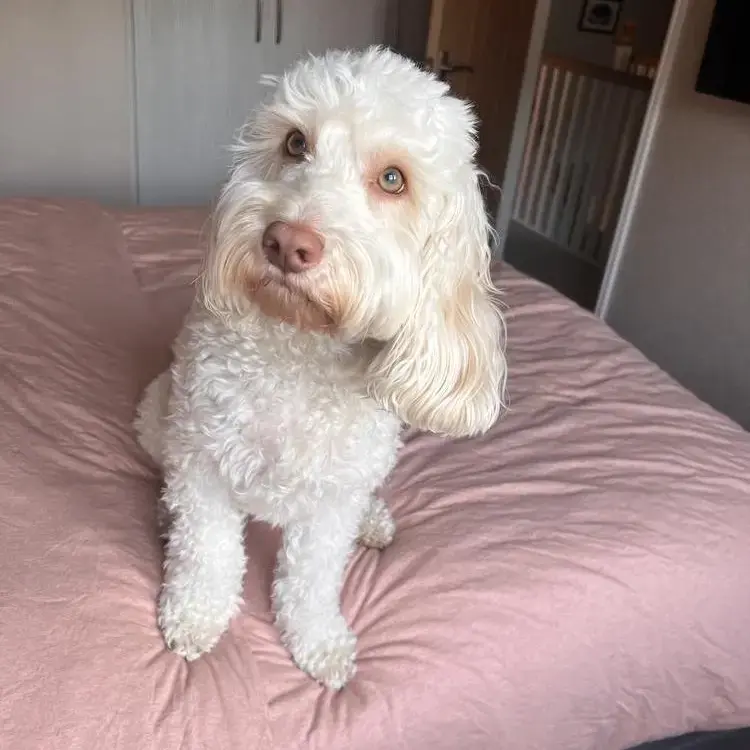 Cockapoo