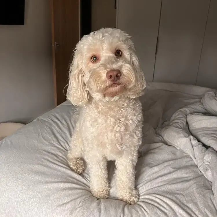 Cockapoo