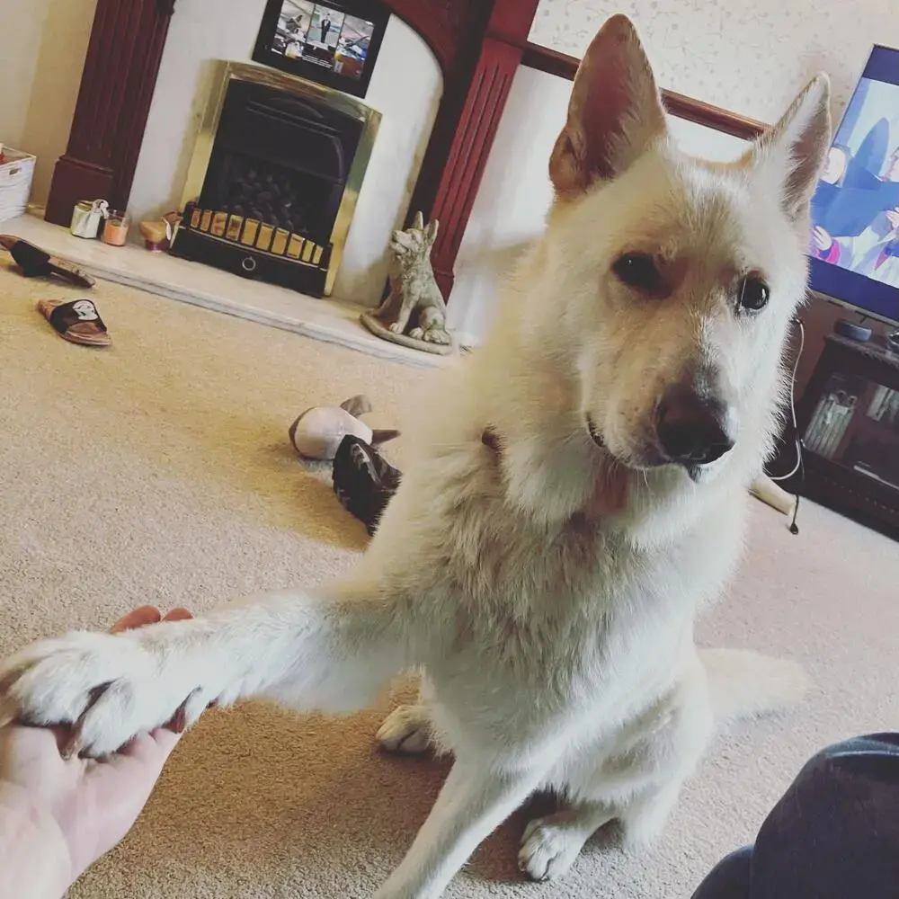 German Shepherd Dog