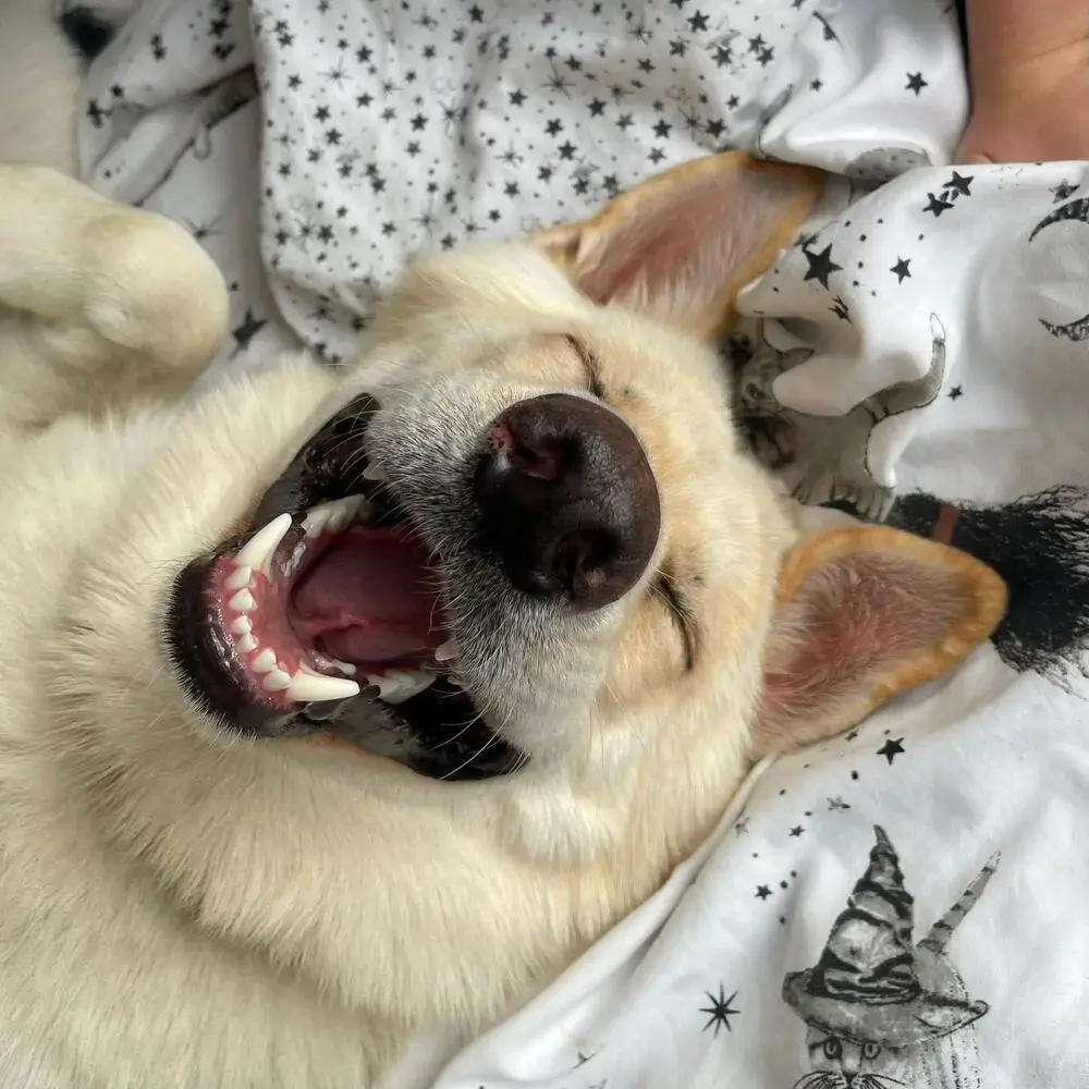 German Shepherd Dog