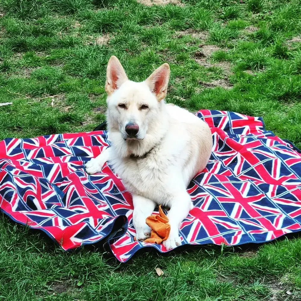 German Shepherd Dog