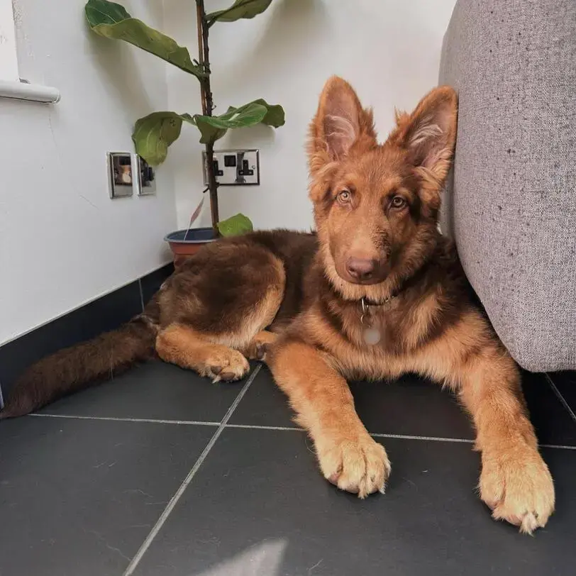 German Shepherd Dog