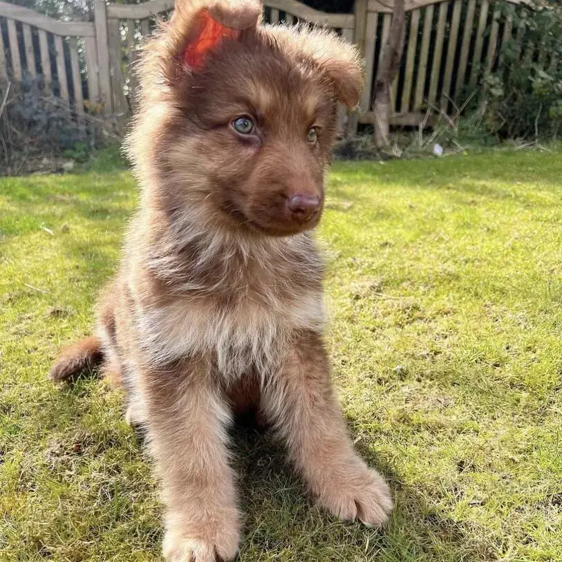 German Shepherd Dog