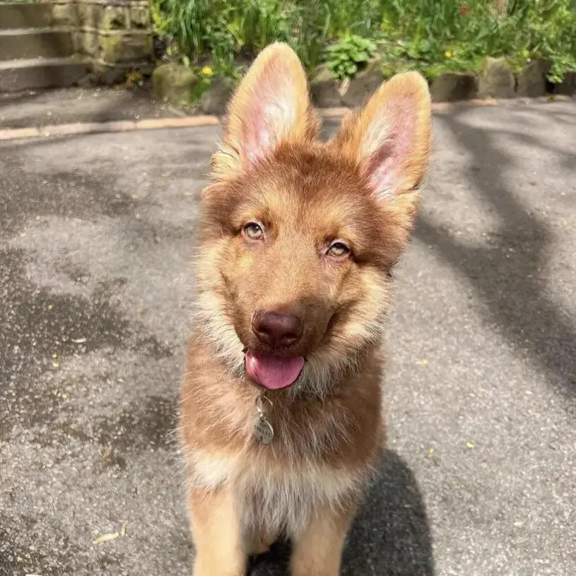 German Shepherd Dog