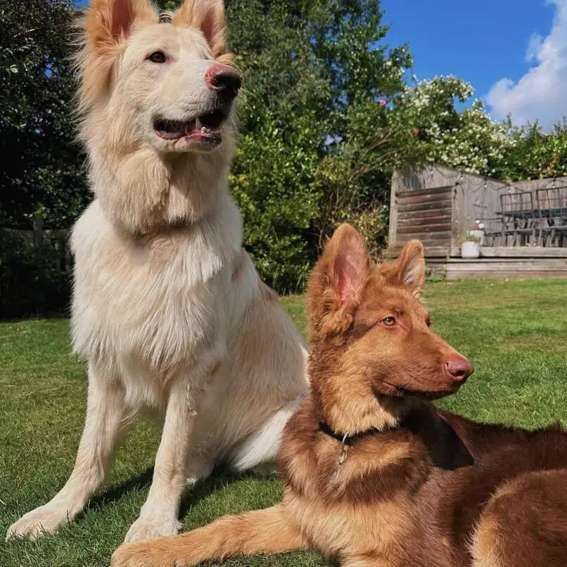 German Shepherd Dog
