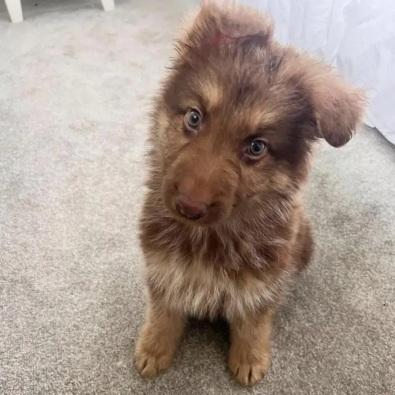 German Shepherd Dog