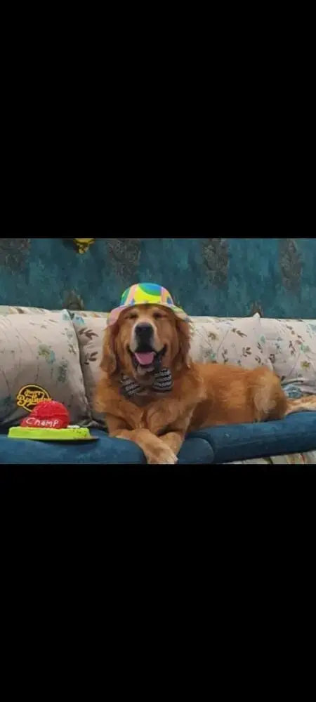 Golden Retriever