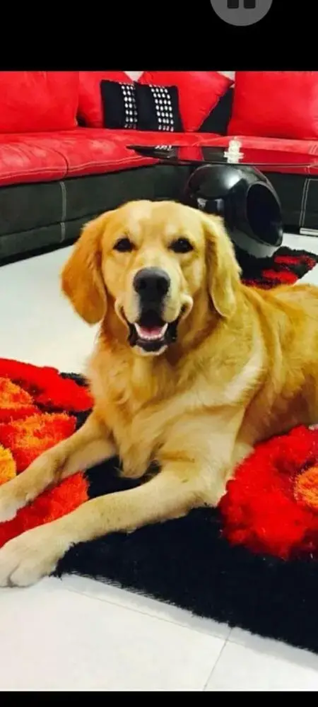 Golden Retriever