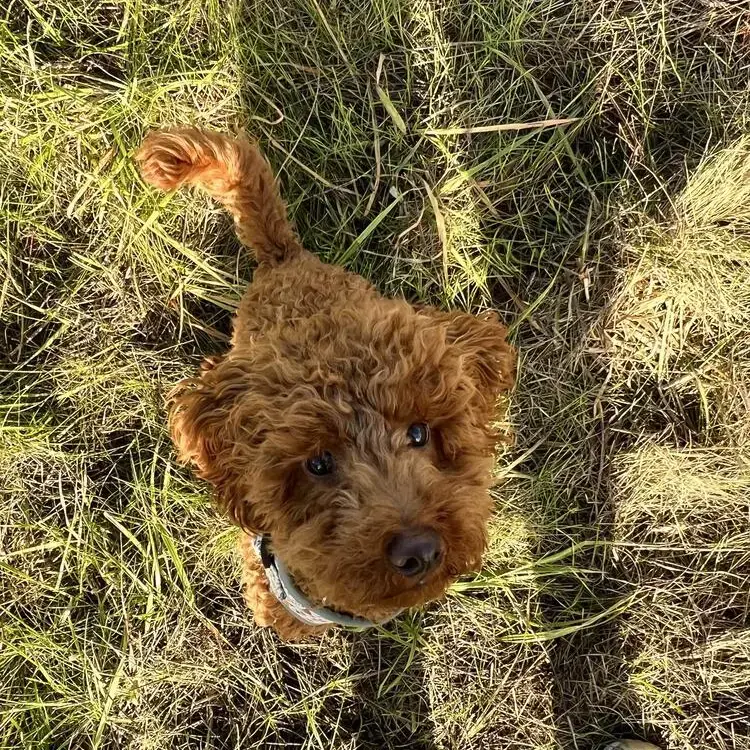 Poodle (Miniature)