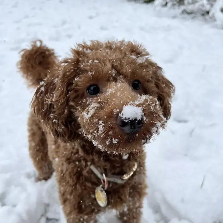 Poodle (Miniature)