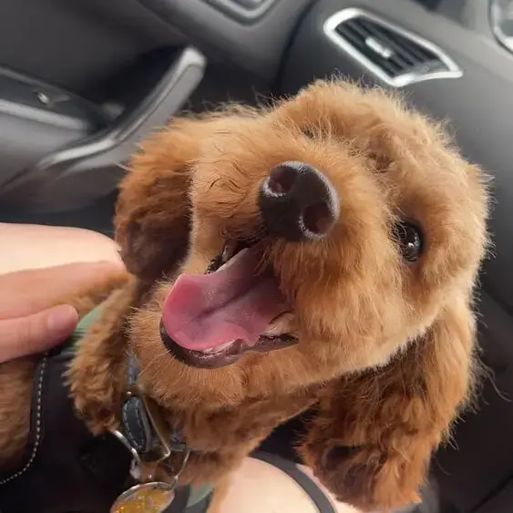 Poodle (Miniature)