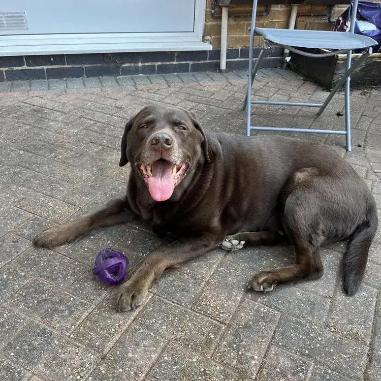 Labrador Retriever