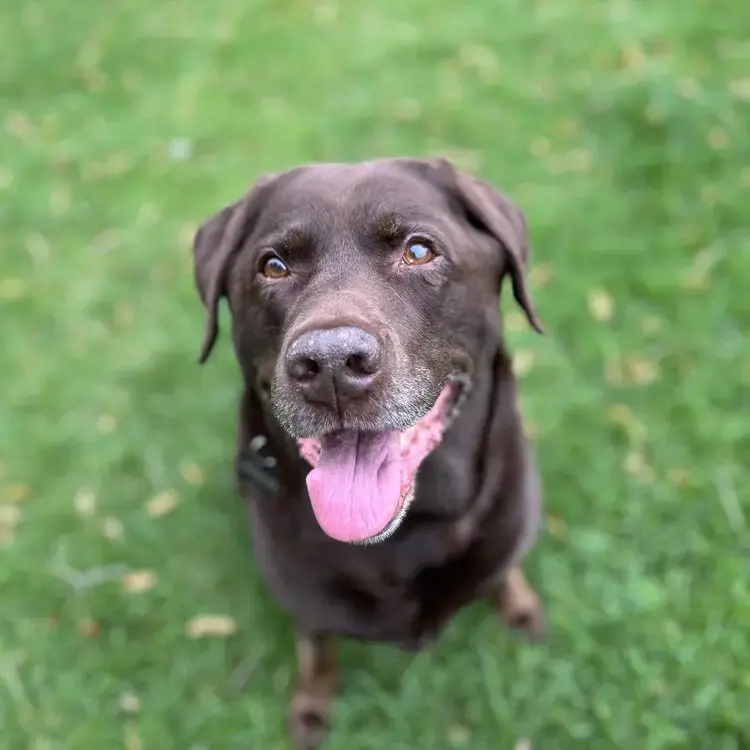 Labrador Retriever