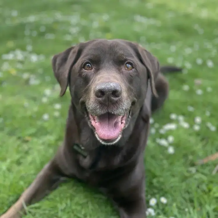 Labrador Retriever