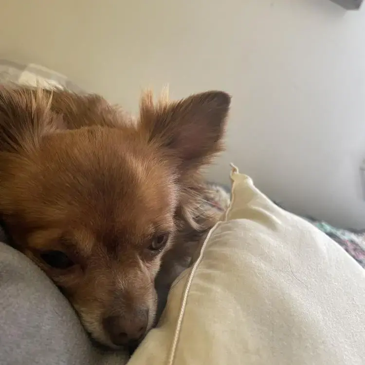 Chihuahua (Long Coat)