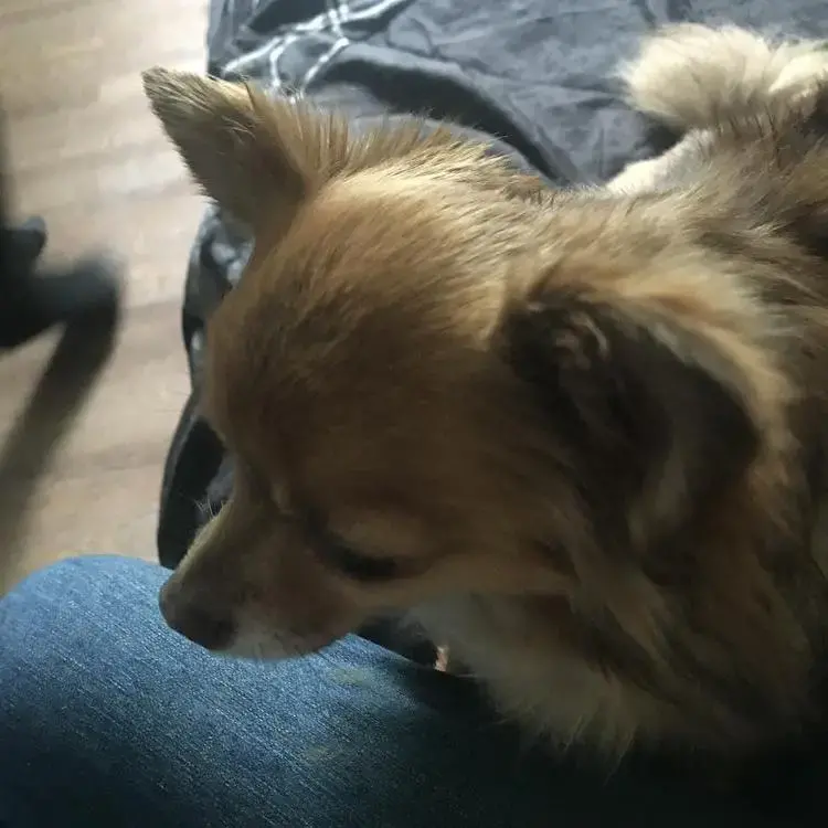 Chihuahua (Long Coat)