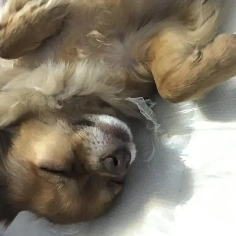 Chihuahua (Long Coat)