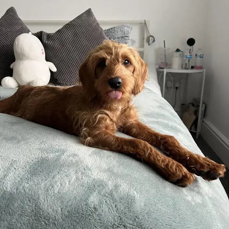 Labradoodle
