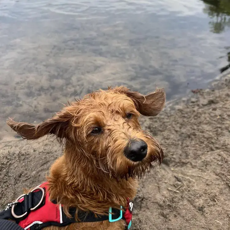Labradoodle